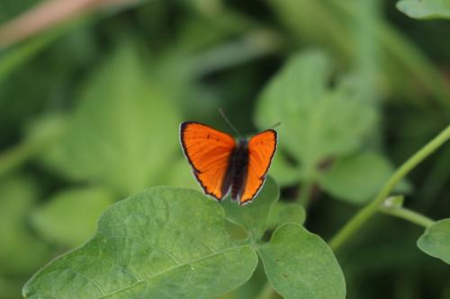 Lycaena dispar