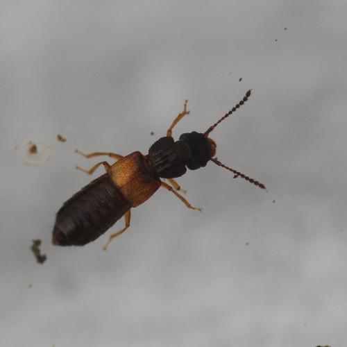 Anotylus rugosus