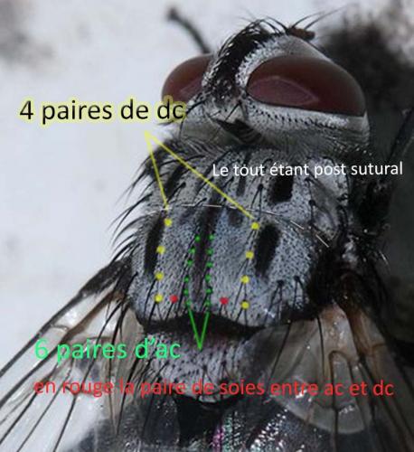 Réf. 170 509 : Billaea maritima