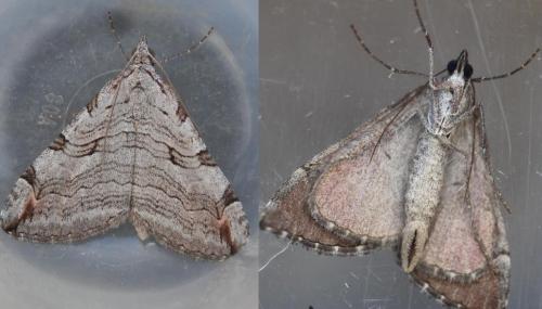 Réf. 170 054 : Aplocera plagiata