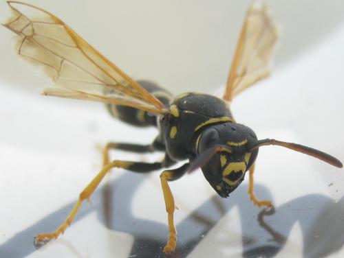 Réf. 170 553 : Polistes biglumis