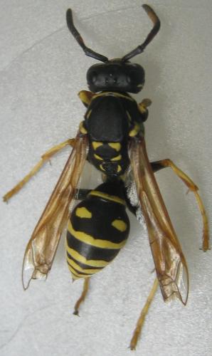 Réf. 170 554 : Polistes biglumis