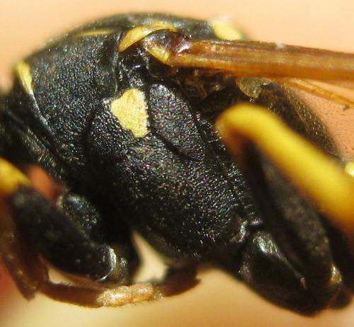 Réf. 170 849 : Polistes biglumis