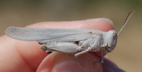 Réf. 170 081 : Sphingonotus caerulans
