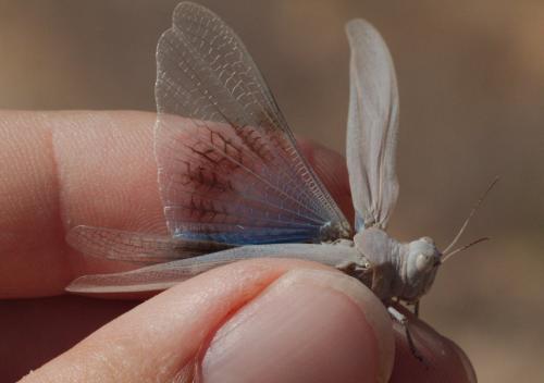 Réf. 170 082 : Sphingonotus caerulans