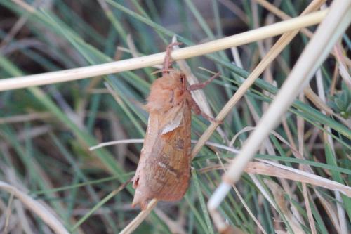 Triodia sylvina