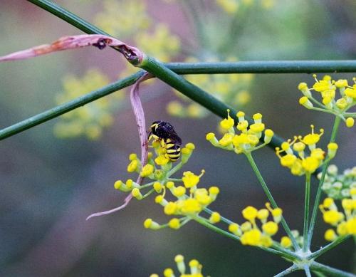 Ectemnius sp.
