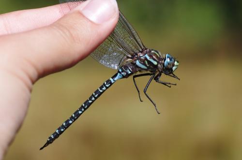 Aeshna subarctica