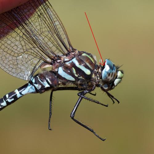 Réf. 170 012 : Aeshna subarctica