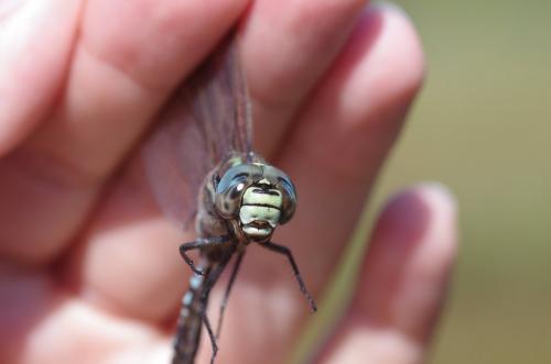 Aeshna subarctica