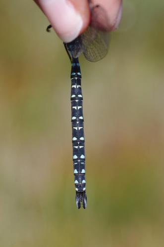 Aeshna subarctica