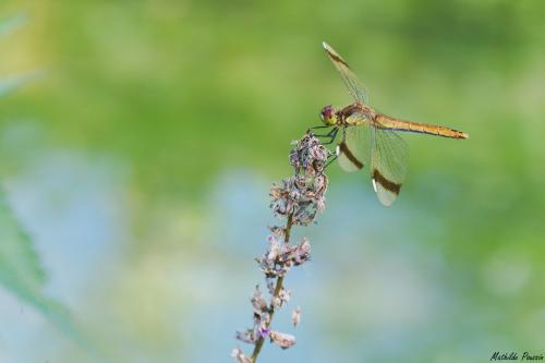 Réf. 170 402 : Sympetrum pedemontanum