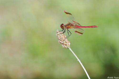 Réf. 170 400 : Sympetrum pedemontanum
