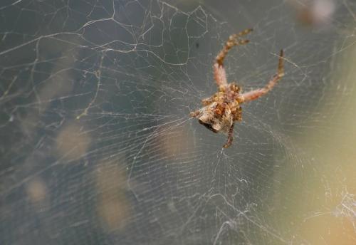 Cyrtophora citricola