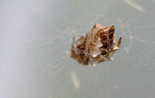 Cyrtophora citricola