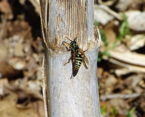 Polistes sp.
