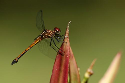 Cannaphila insularis