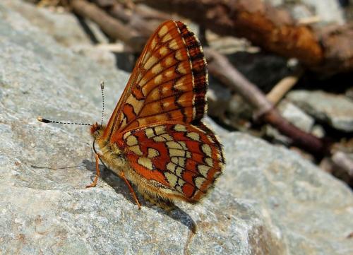 Euphydryas intermedia