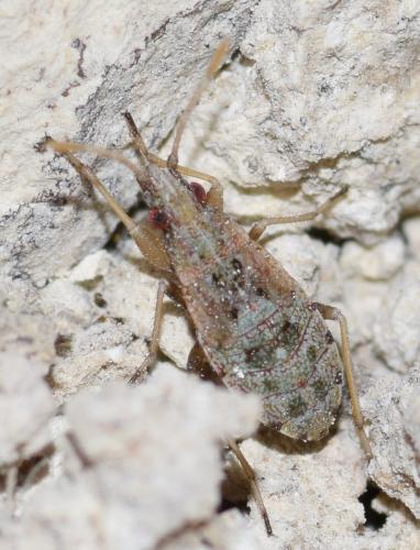 Réf. 170 891 : Ischnopeza pallipes