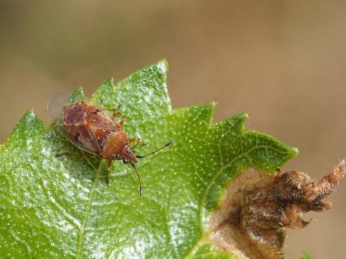 Kleidocerys resedae