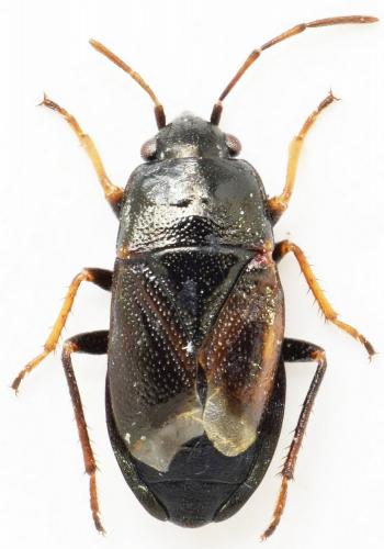 Lamprodema maura
