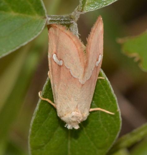 Réf. 170 611 : Haemerosia renalis