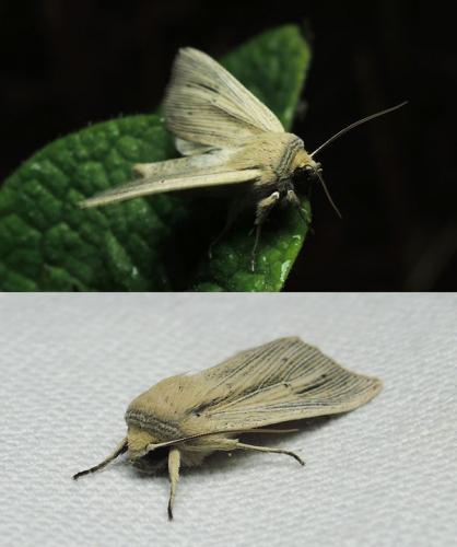 Réf. 170 561 : Mythimna straminea