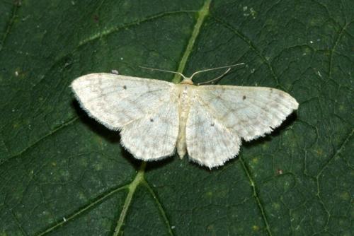 Réf. 170 387 : Idaea biselata
