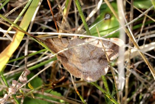 Selidosema brunnearia