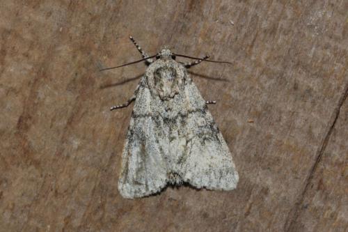 Acronictinae