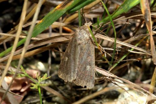 Réf. 170 968 : Xestia xanthographa