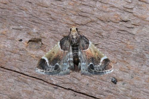 Réf. 170 568 : Pyralis farinalis