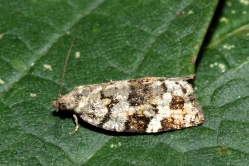 Réf. 170 383 : Dichelia histrionana