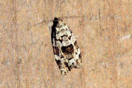 Réf. 170 384 : Dichelia histrionana