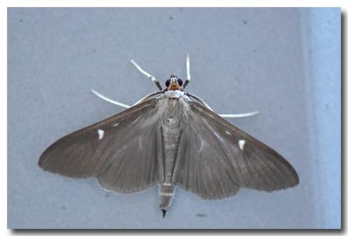 Réf. 170 619 : Cydalima perspectalis