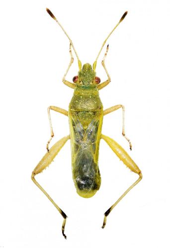 Leptoceraea viridis