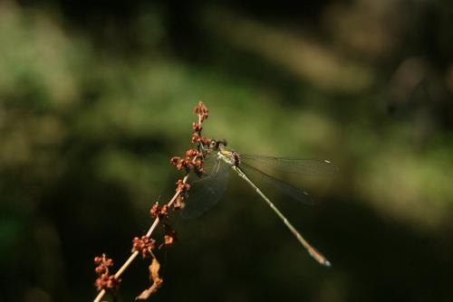 Chalcolestes viridis
