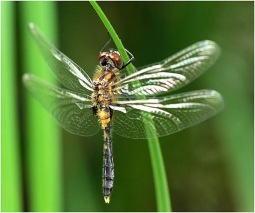 Réf. 170 867 : Leucorrhinia caudalis