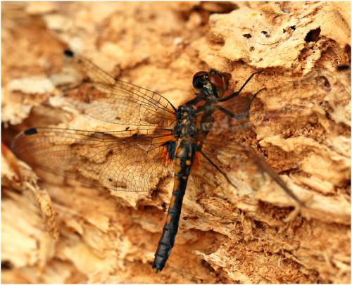 Réf. 170 868 : Leucorrhinia caudalis