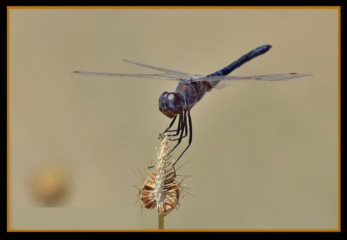 Selysiothemis nigra