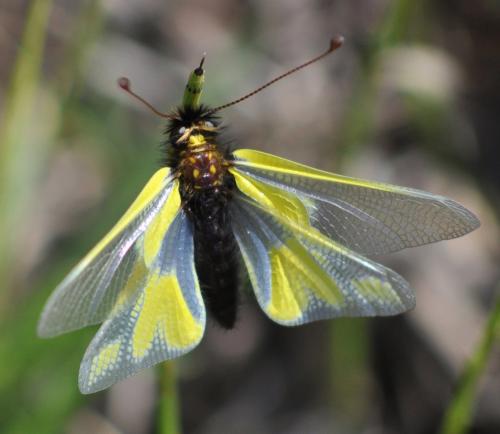 Réf. 170 955 : Libelloides coccajus