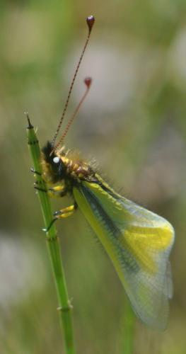 Libelloides coccajus