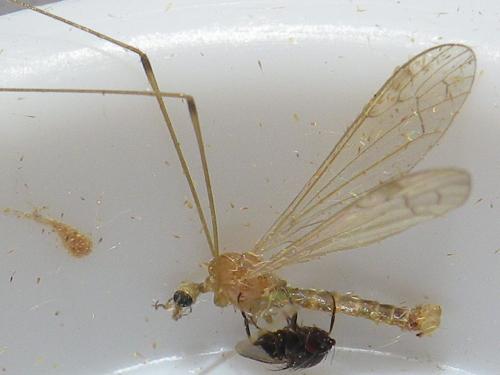 Réf. 170 096 : Dicranomyia sp.