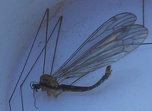 Atypophthalmus inustus