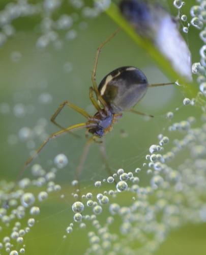 Linyphiinae