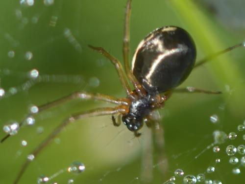 Linyphiinae