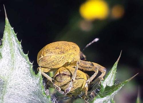 Lixus pulverulentus