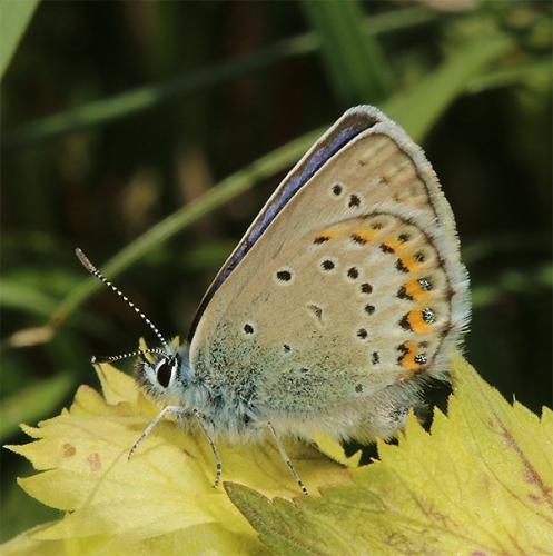 Réf. 170 326 : Plebejus idas