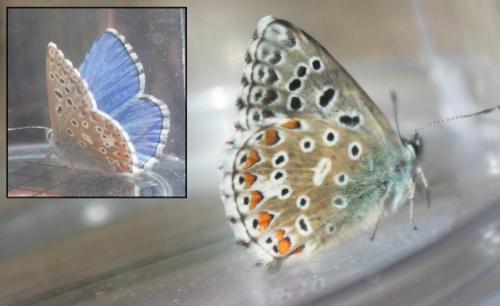 Polyommatus bellargus