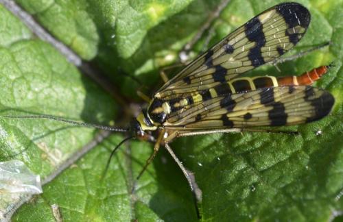 Panorpa vulgaris